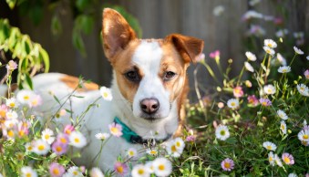 dPS Weekly Photo Challenge – Pets