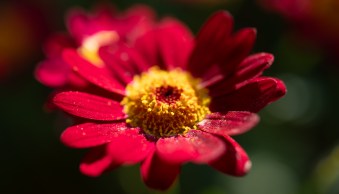dPS Weekly Photo Challenge – Tiny Things