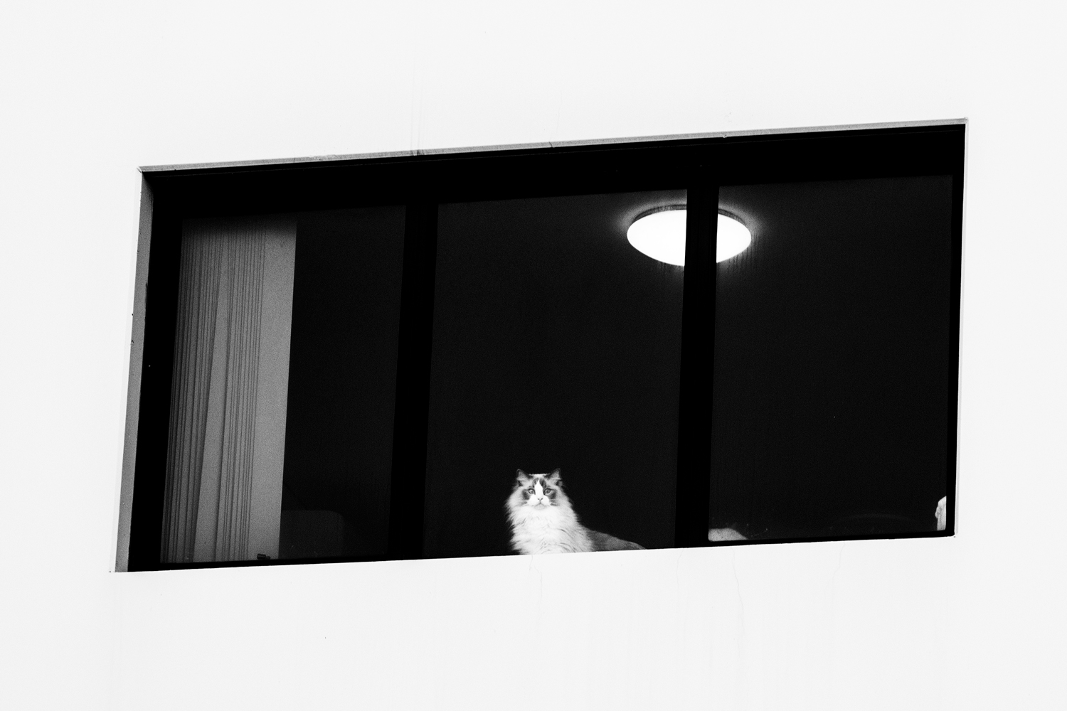 a cat in an apartment window rule of space in photography