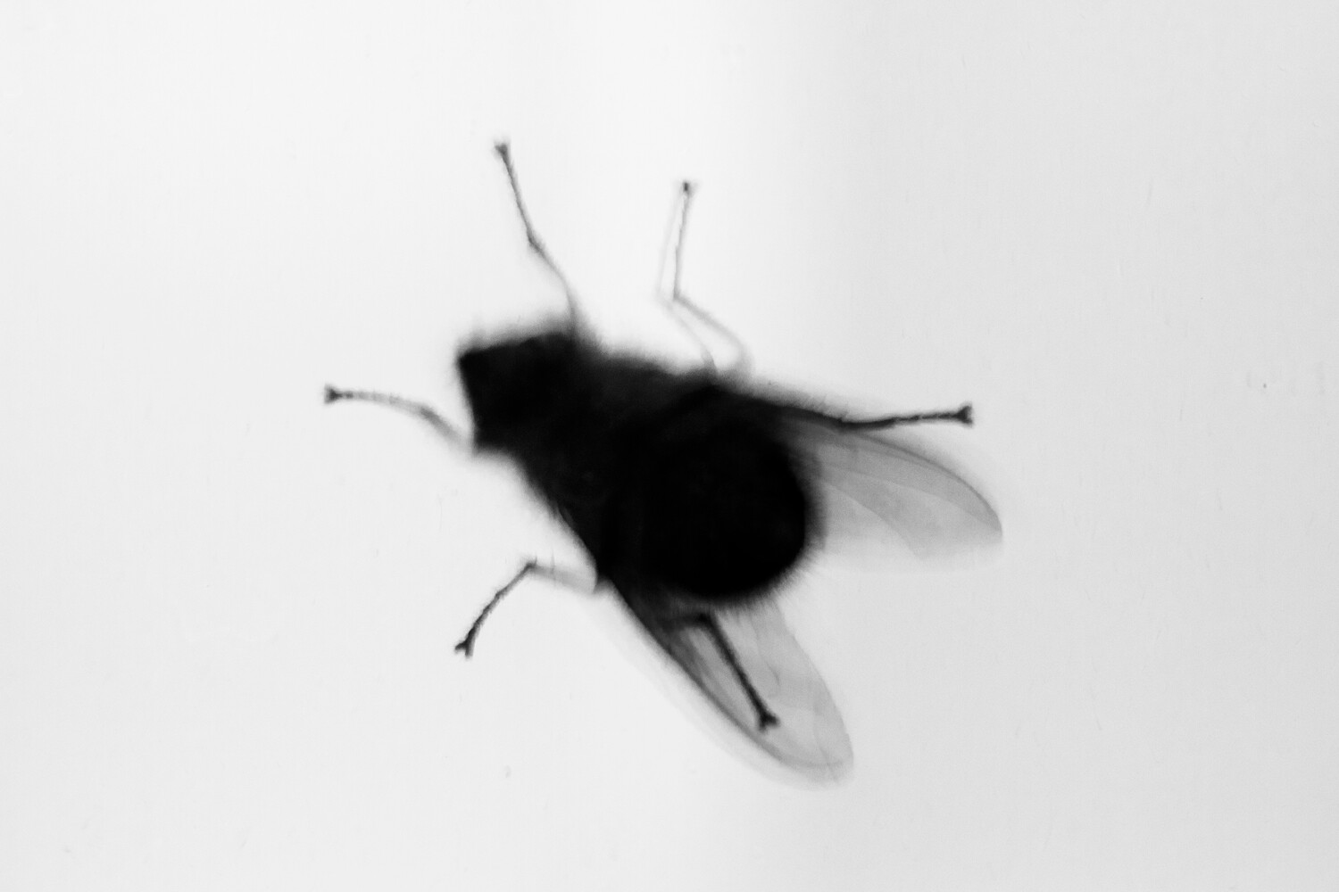 A photograph of a softly focused fly demonstrating the rule of space in photography