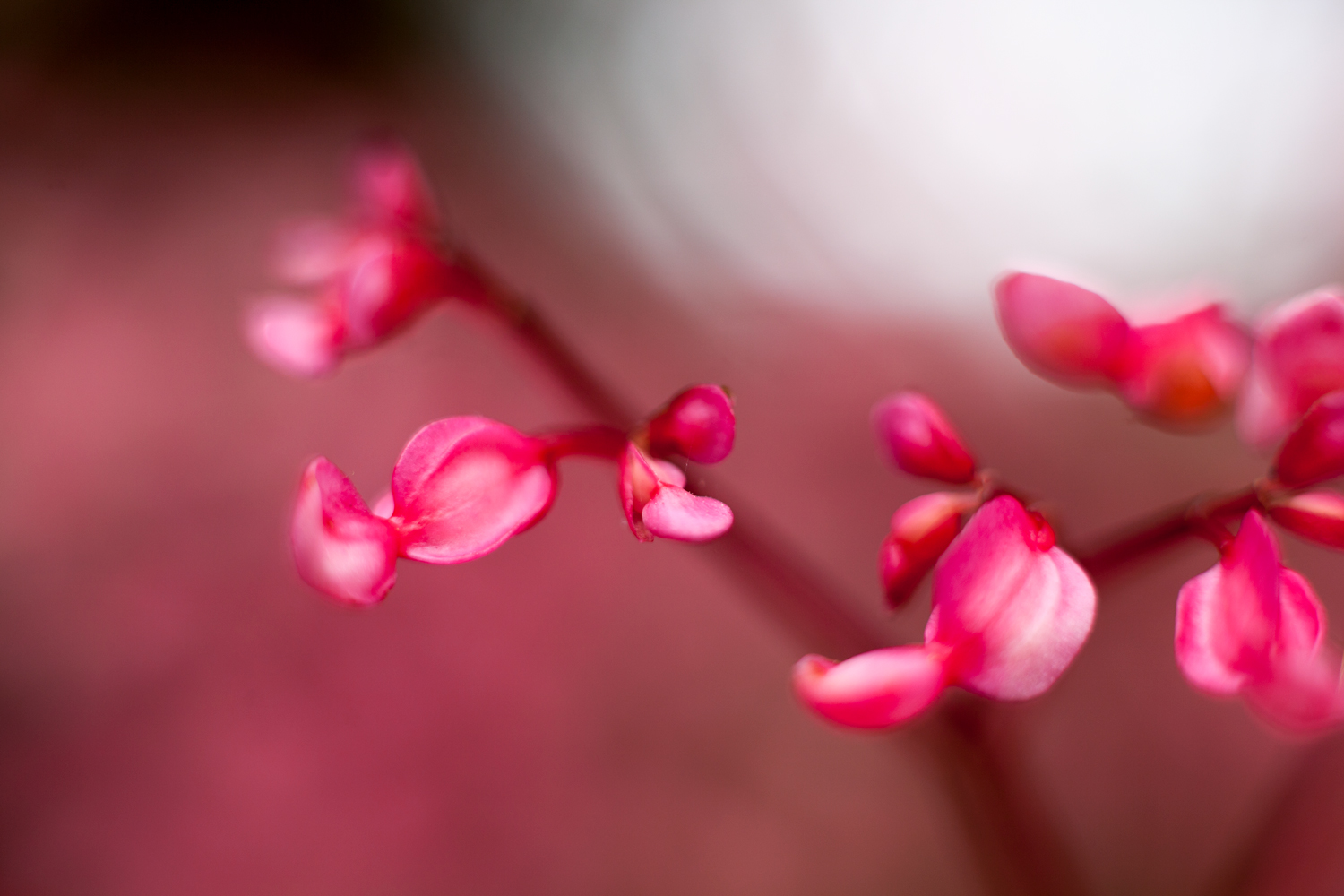 pink flowers rule of space in photography
